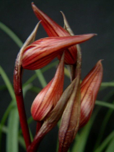 红玉花图片,探寻大自然的瑰宝